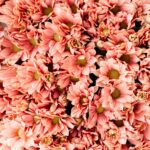 monthly favorites. Image of pink flowers.