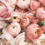 monthly favorites. Close up image of pink roses.