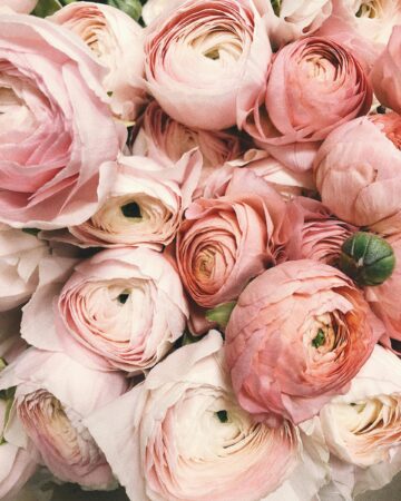 monthly favorites. Close up image of pink roses.