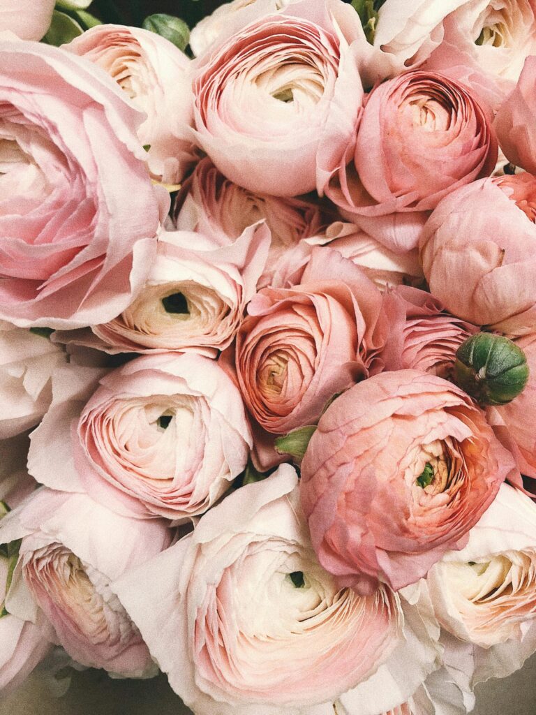 monthly favorites. Close up image of pink roses.