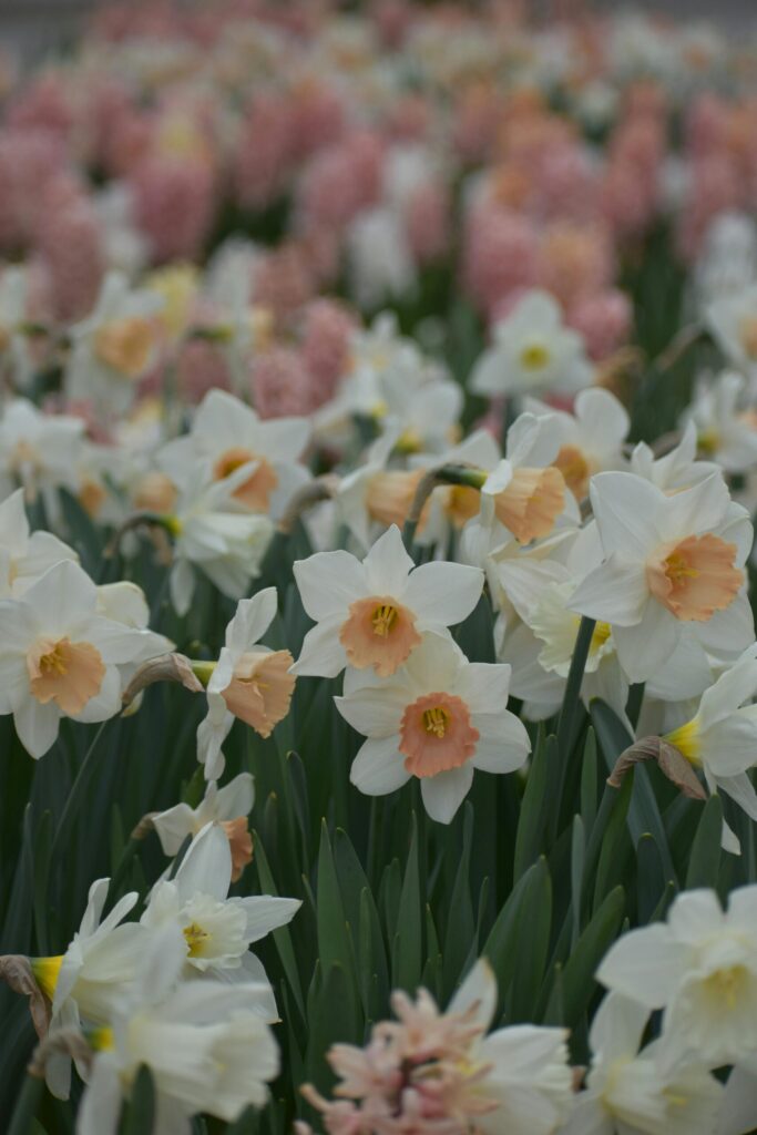 favorites list. image of field of white and orange daffodils with pink daffodils in the background.