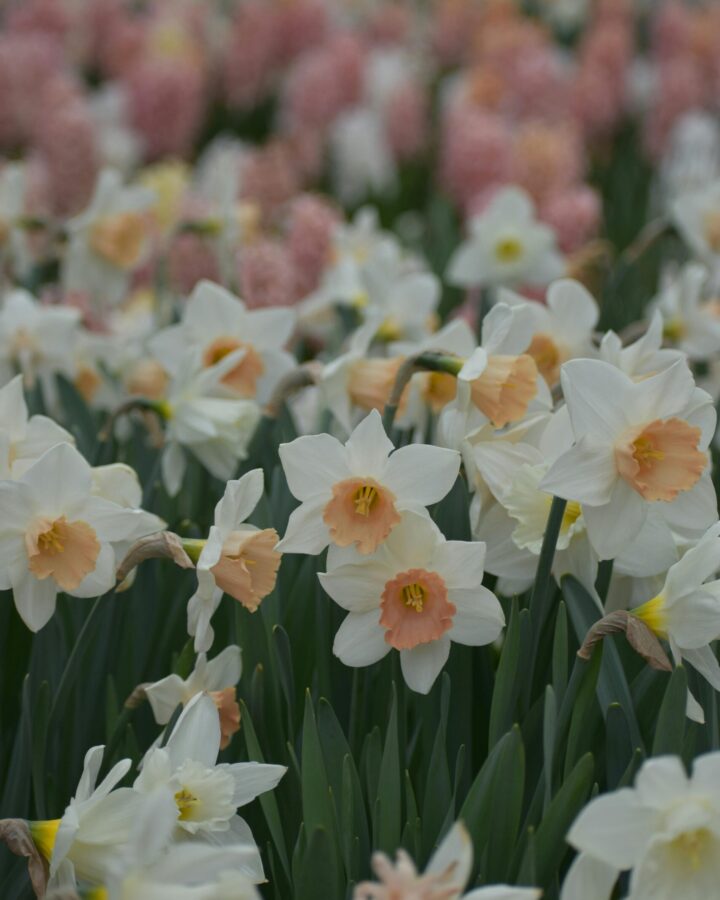 favorites list. image of field of white and orange daffodils with pink daffodils in the background.