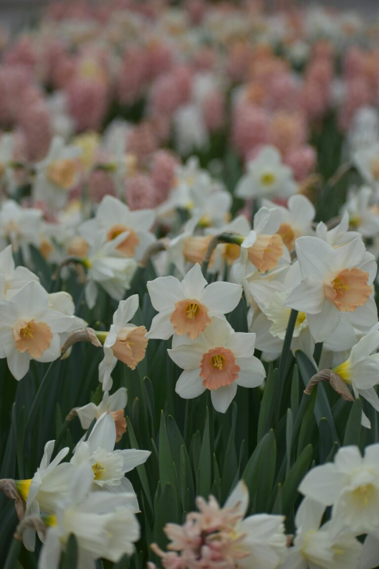 favorites list. image of field of white and orange daffodils with pink daffodils in the background.