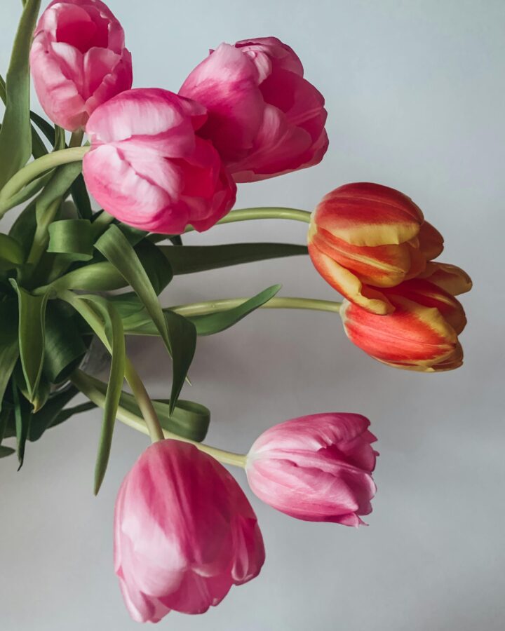 monthly favorites. Image of bouquet of pink and orange/yellow tulips.
