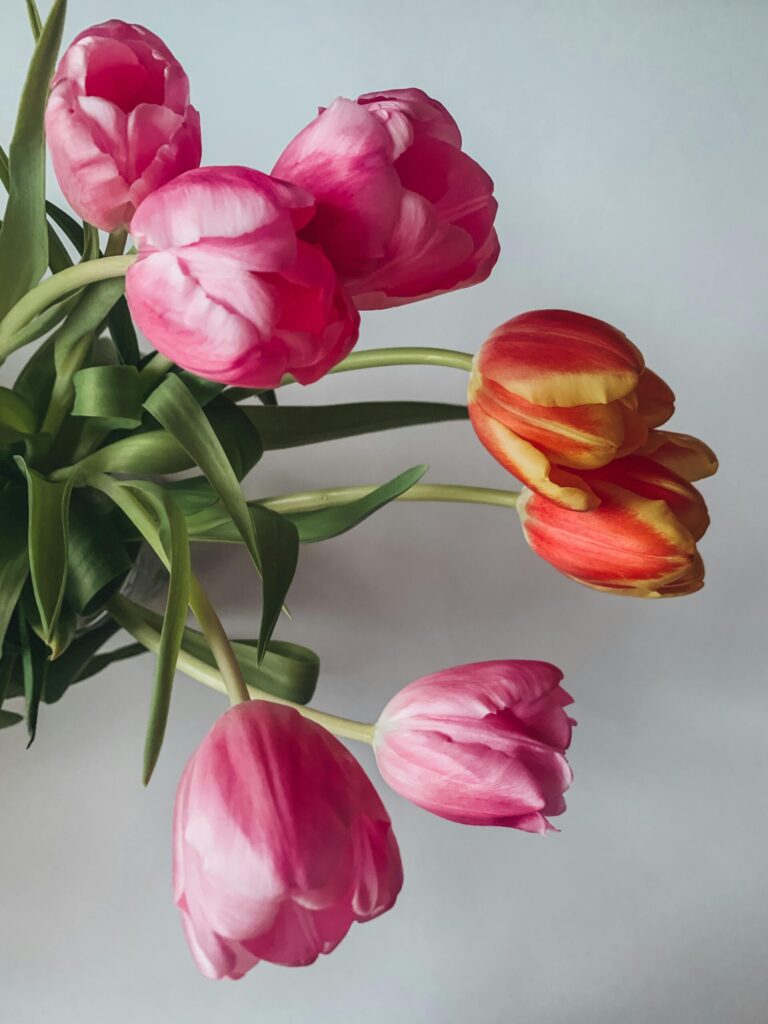 monthly favorites. Image of bouquet of pink and orange/yellow tulips.